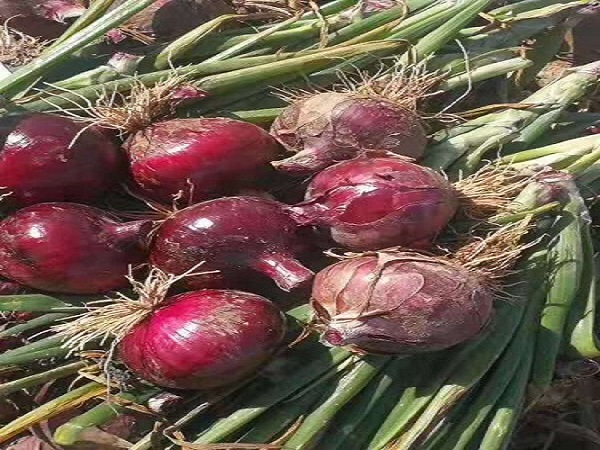 紫洋蔥生產